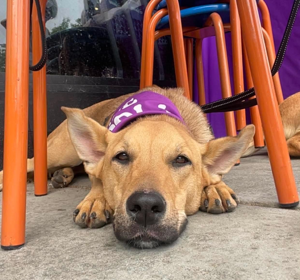Violet, adoptable, Young Female Mixed Breed.
