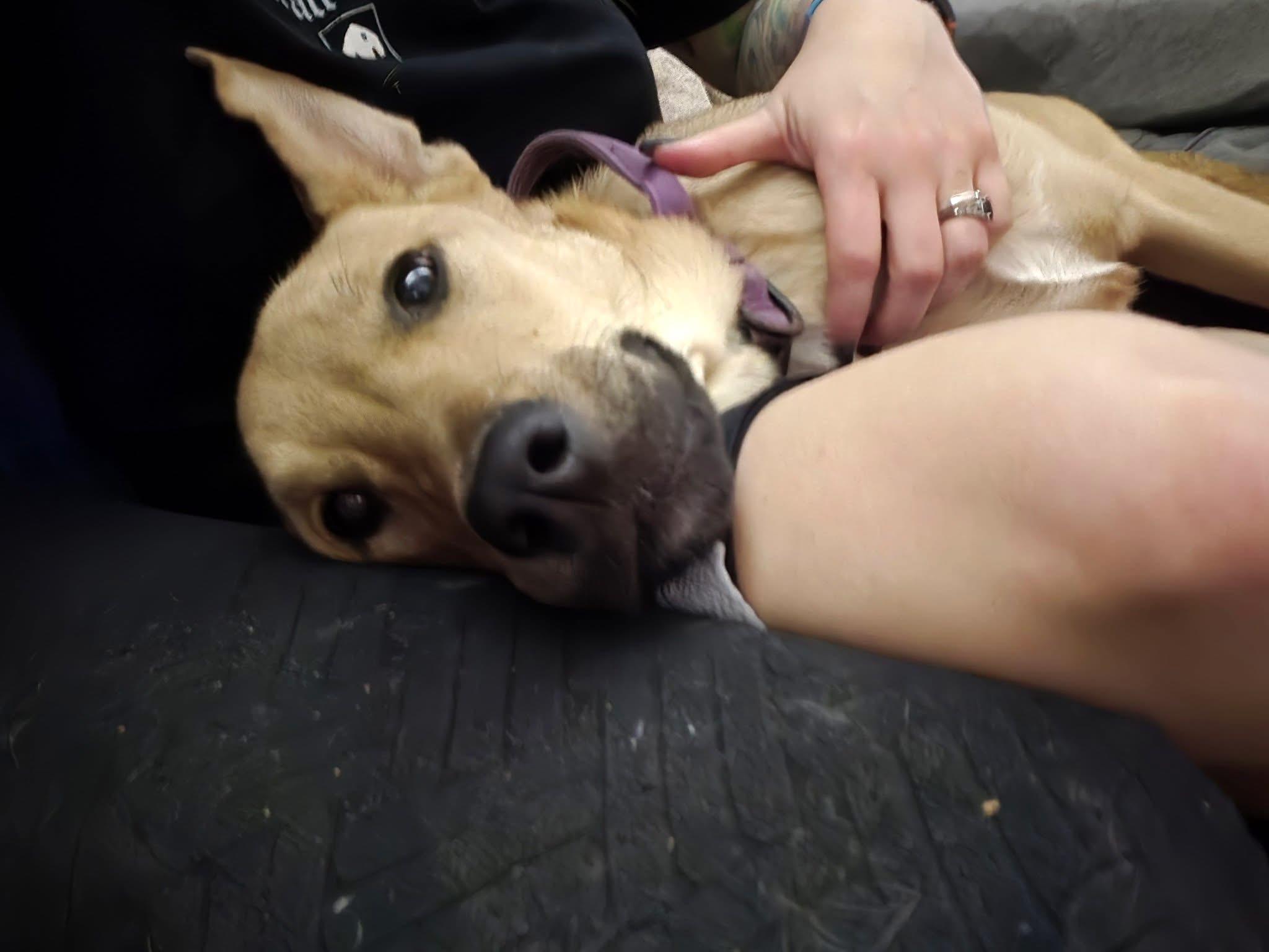 Enlarge Violet, an adopted Mixed Breed in Manhattan, KS image 5/6