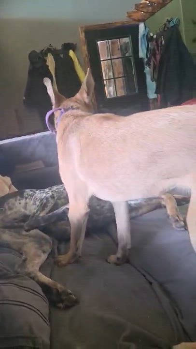 Enlarge Violet, an adopted Mixed Breed in Manhattan, KS video 6/6