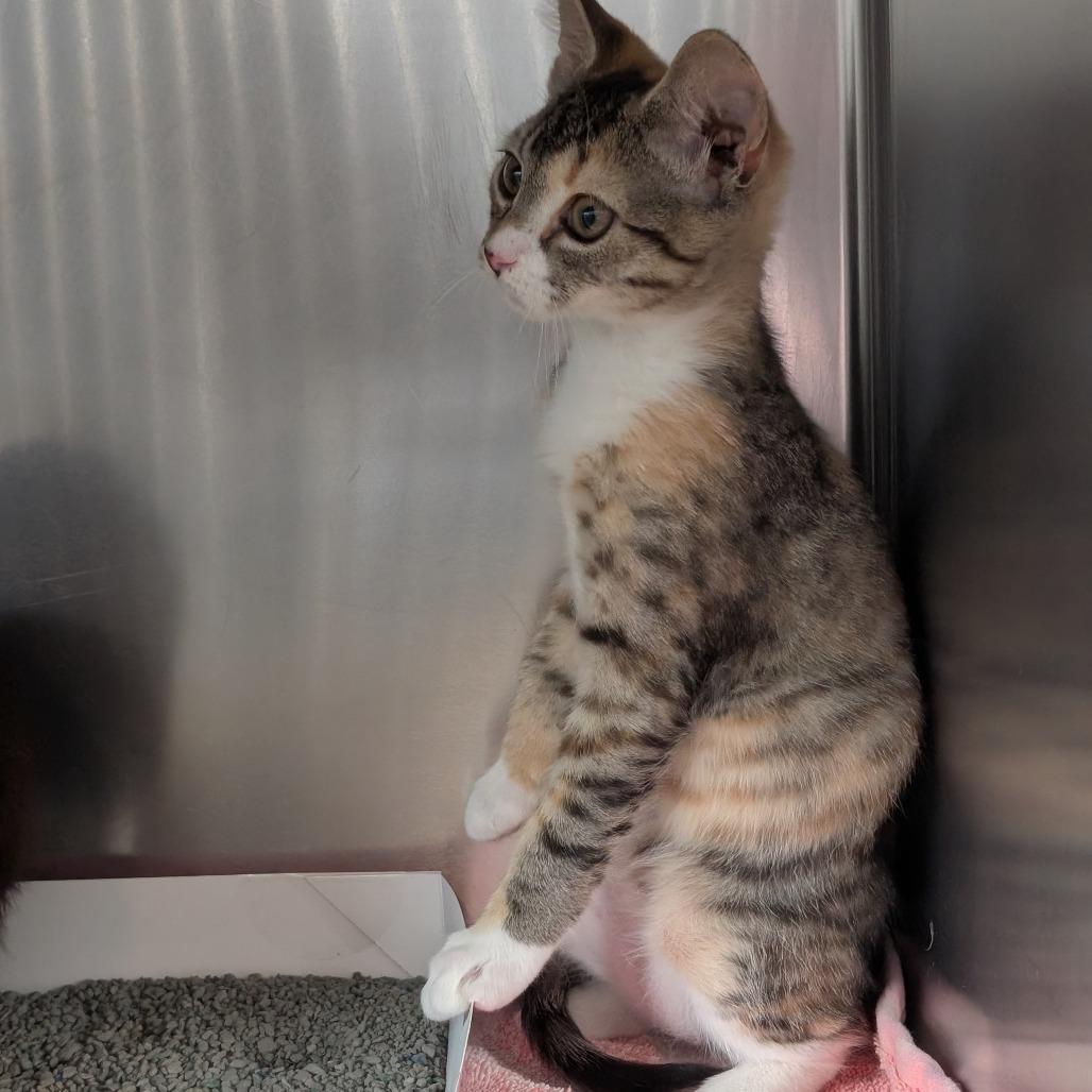 Enlarge Lucy, a Adoptable Domestic Short Hair in Asheville, NC image 1/3