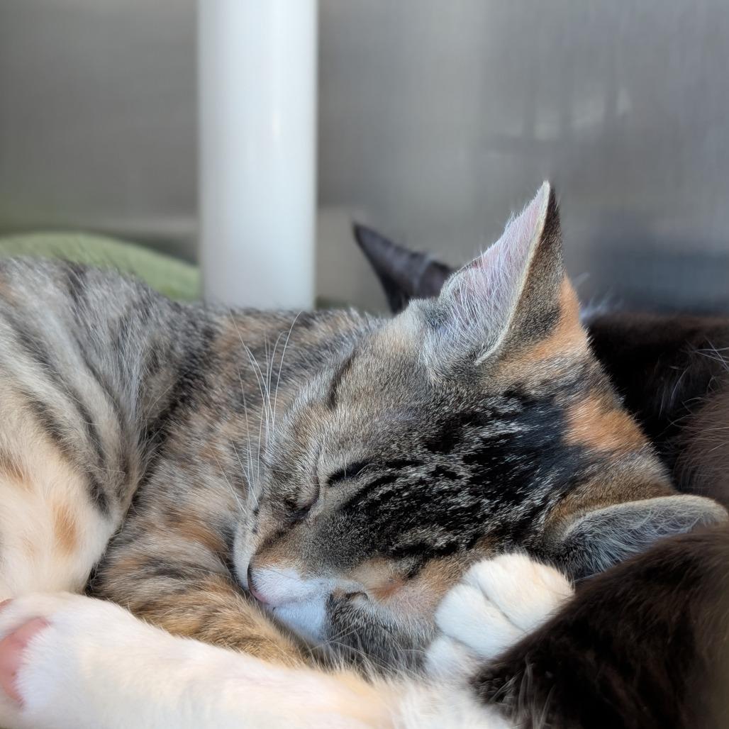 Enlarge Lucy, a Adoptable Domestic Short Hair in Asheville, NC image 2/3