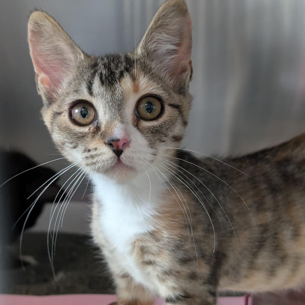 Enlarge Lucy, a Adoptable Domestic Short Hair in Asheville, NC image 3/3