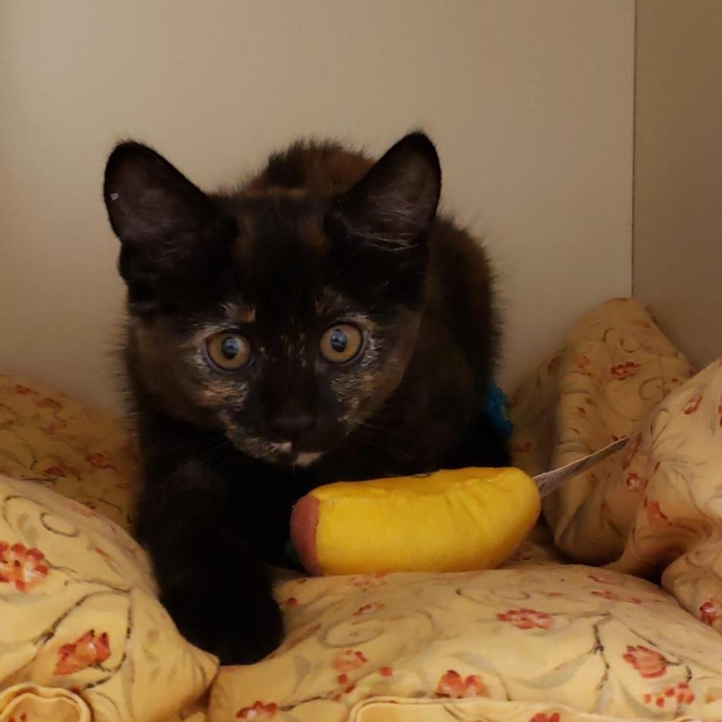 Milli, Adoptable, Adult Female Domestic Short Hair.