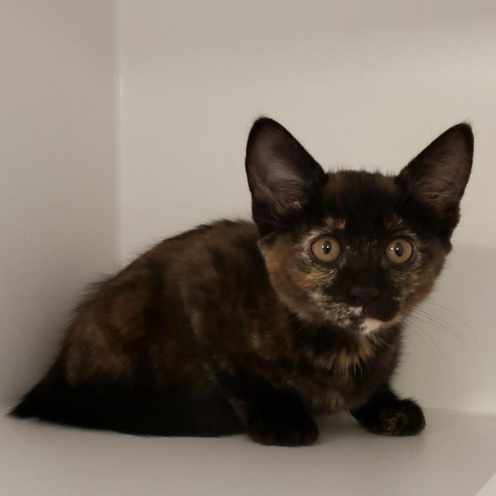 Enlarge Milli, a Adoptable Domestic Short Hair in Tempe, AZ image 2/5