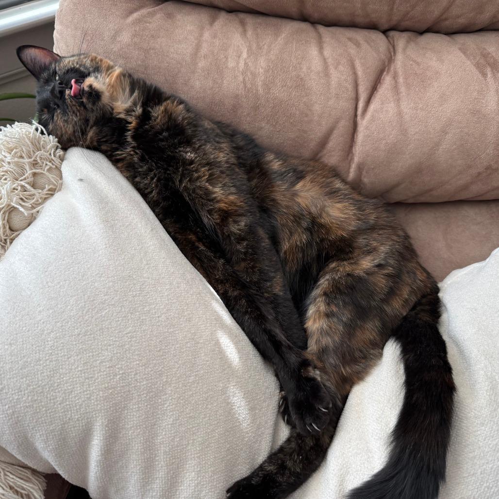 Enlarge Milli, a Adoptable Domestic Short Hair in Tempe, AZ image 3/5