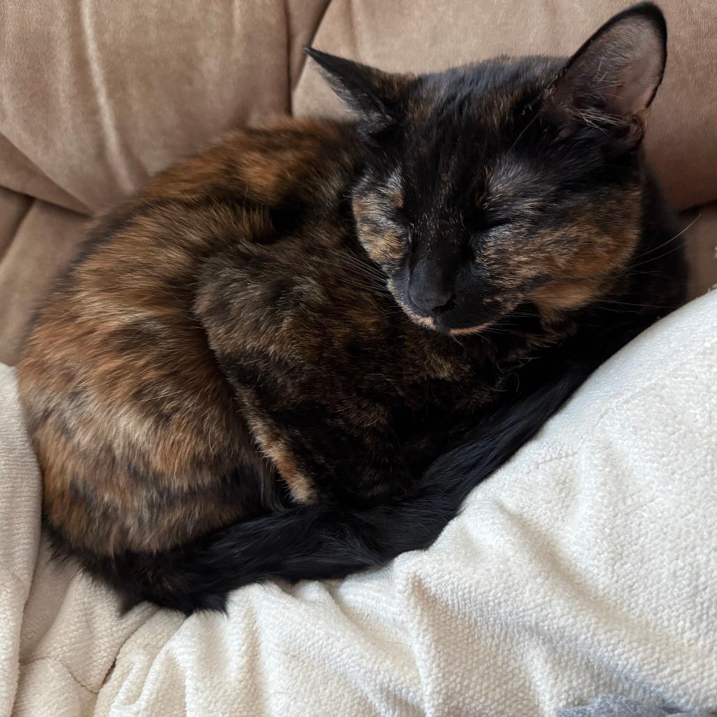 Enlarge Milli, a Adoptable Domestic Short Hair in Tempe, AZ image 4/5