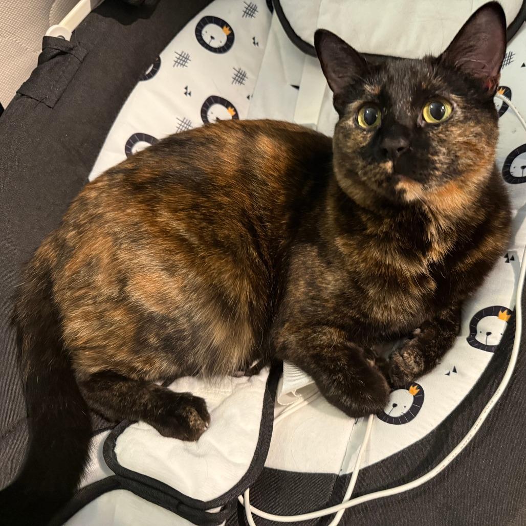 Enlarge Milli, a Adoptable Domestic Short Hair in Tempe, AZ image 5/5