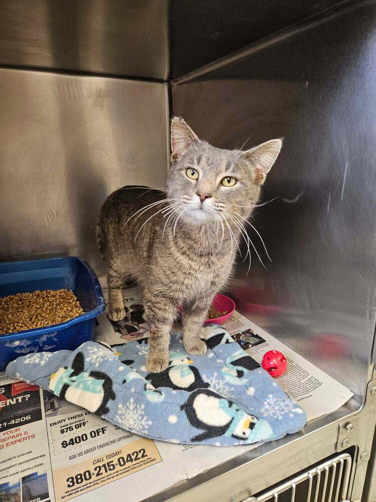 Enlarge McCartney, a ADOPTABLE Domestic Short Hair in Mansfield, OH image 1/1