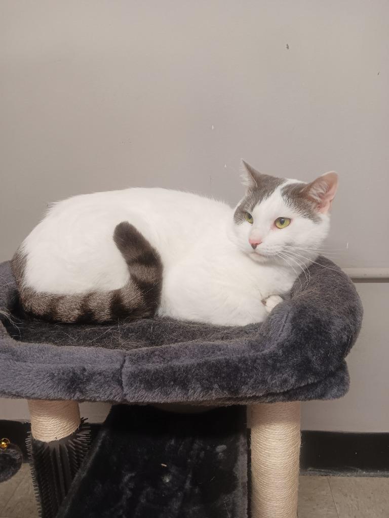 Roscoe, Adoptable, Adult Male Domestic Short Hair.