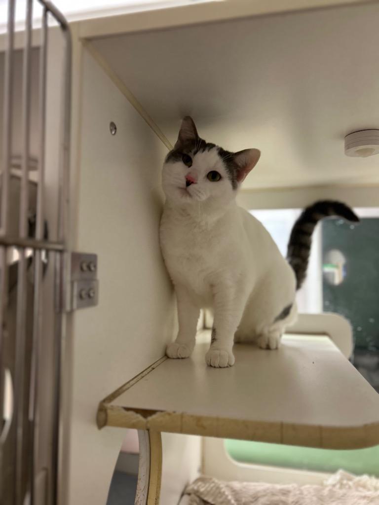 Enlarge Roscoe, a Adoptable mixed breed in Cincinnati, OH image 4/4