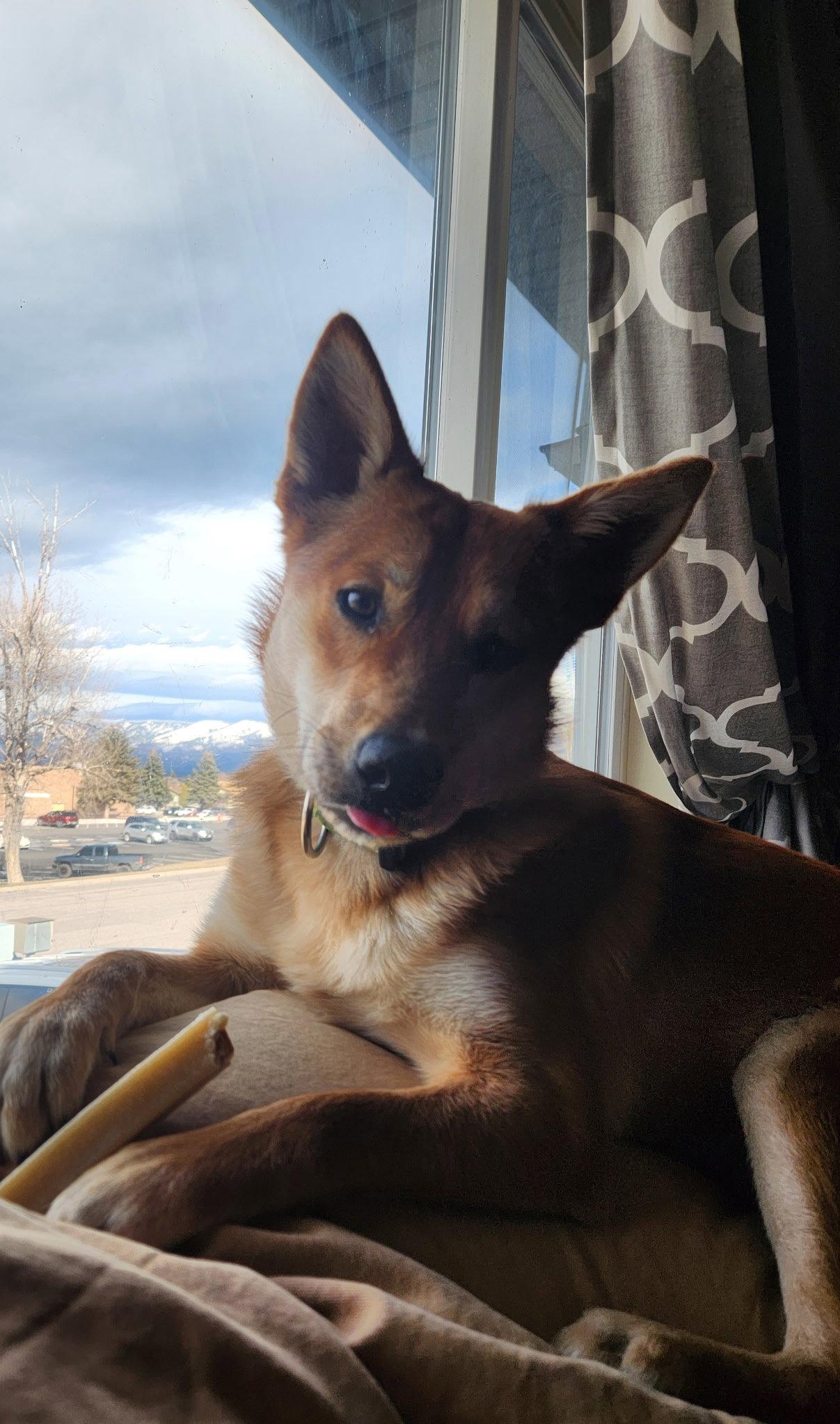 Enlarge Louie, a Adopted Mixed Breed in Polson, MT image 1/2