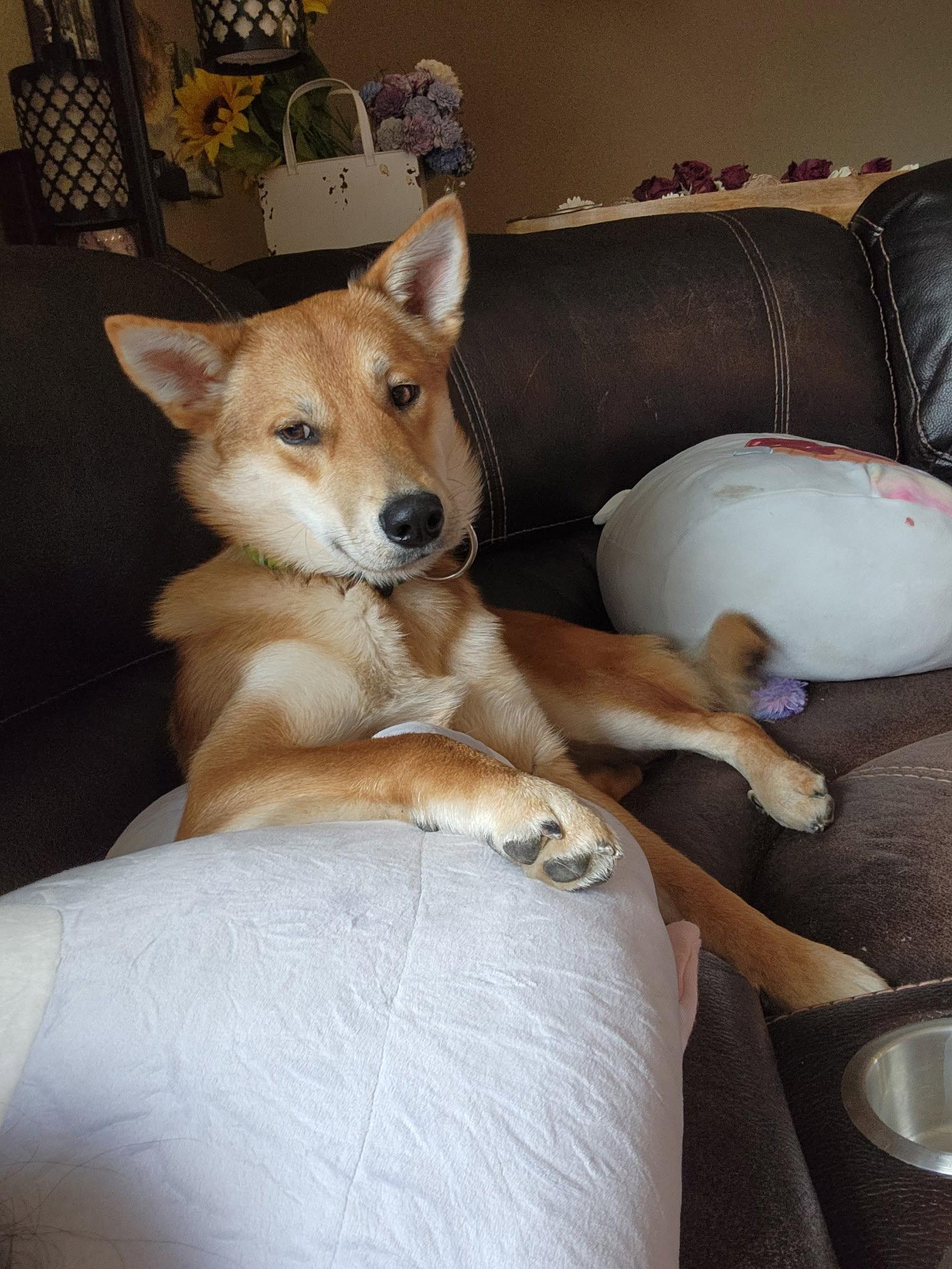 Enlarge Louie, a Adopted Mixed Breed in Polson, MT image 2/2