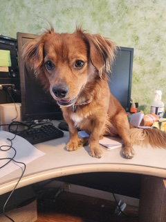 NO FURTHER APPS ACCEPTED Rusty - OC, Adoptable, Young Male Dachshund.