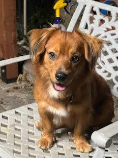 Enlarge Rusty - OC, a Adoptable Dachshund in Los Angeles, CA image 2/3