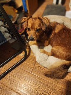 Enlarge NO FURTHER APPS ACCEPTED Rusty - OC, a Adoptable Dachshund in Los Angeles, CA image 2/2