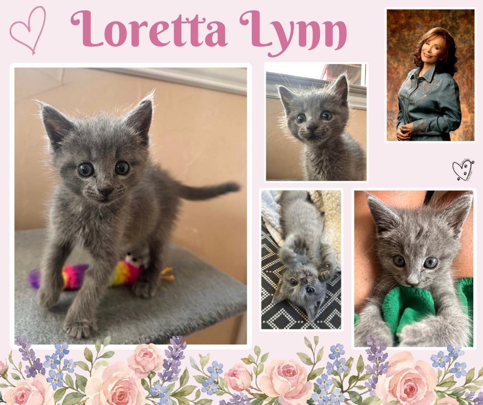 Enlarge Loretta Lynn, a Adoptable Domestic Short Hair in Granbury, TX image 4/6