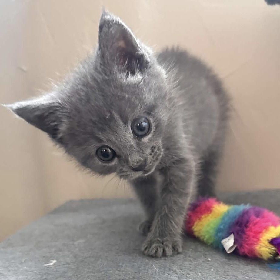 Enlarge Loretta Lynn, a Adoptable Domestic Short Hair in Granbury, TX image 6/6