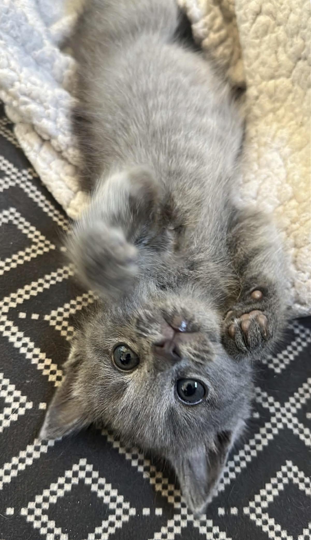 Enlarge Loretta Lynn, a Adoptable Domestic Short Hair in Granbury, TX image 5/6