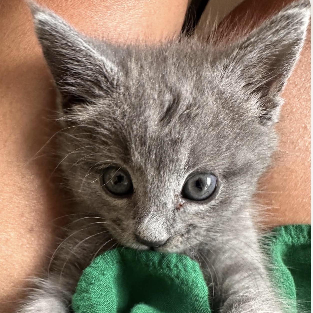 Enlarge Loretta Lynn, a Adoptable Domestic Short Hair in Granbury, TX image 2/6