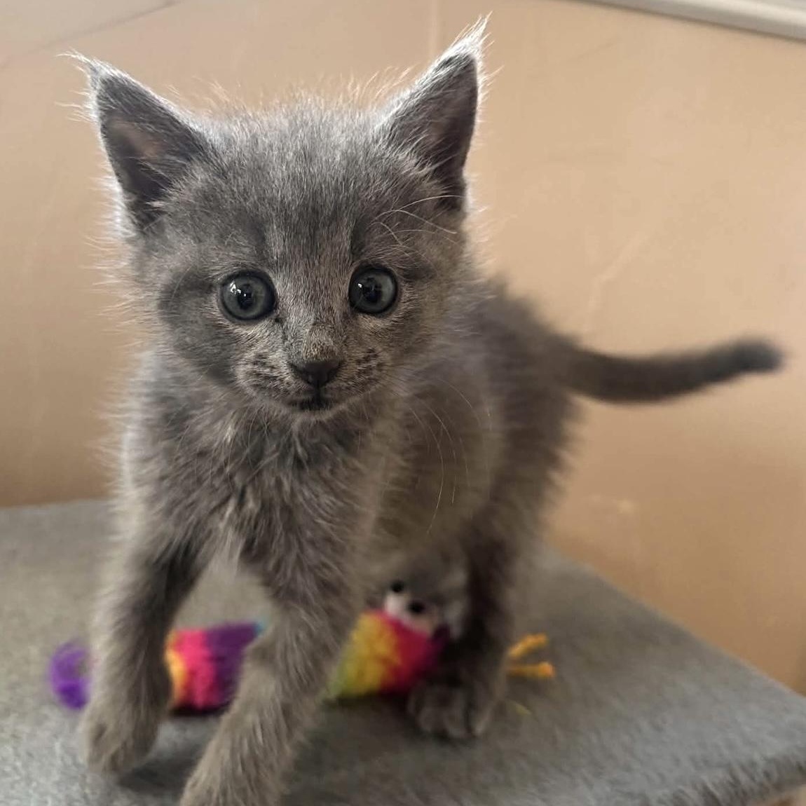 Enlarge Loretta Lynn, a Adoptable Domestic Short Hair in Granbury, TX image 1/6