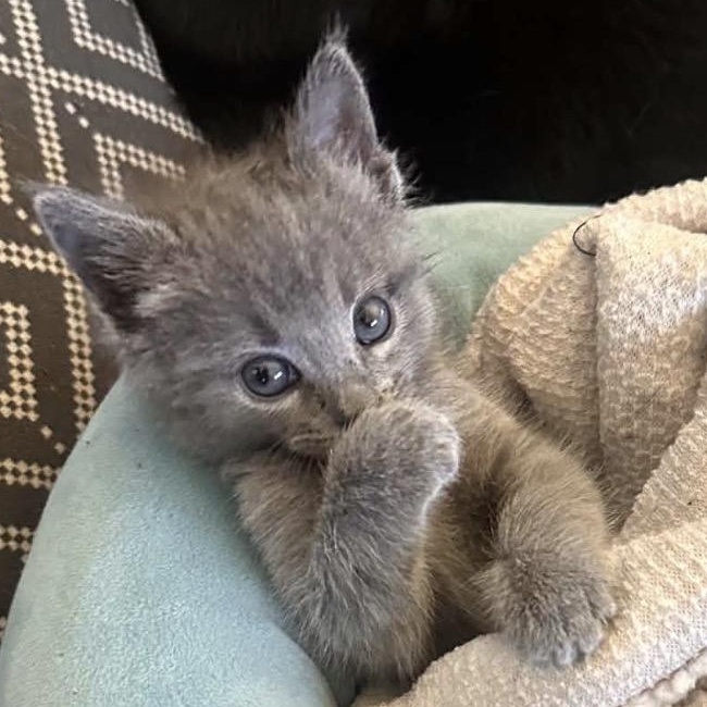 Enlarge Loretta Lynn, a Adoptable Domestic Short Hair in Granbury, TX image 3/6
