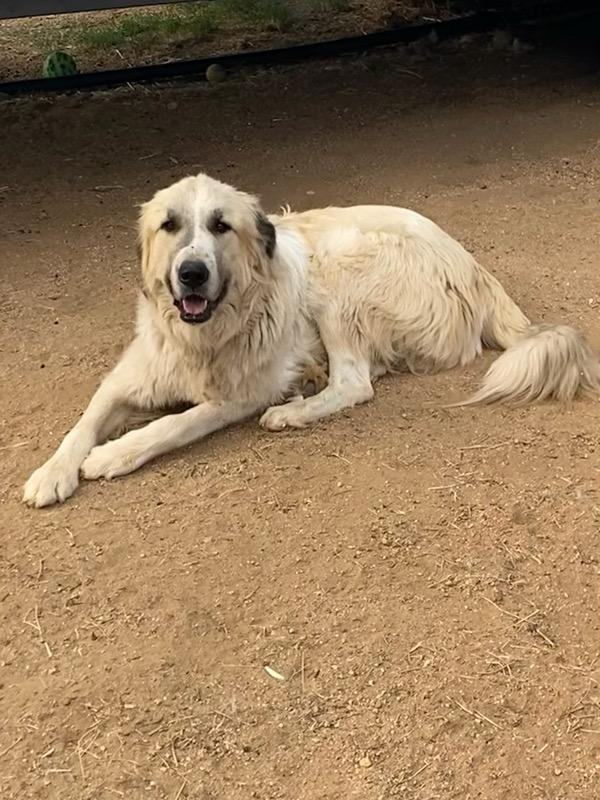 Bruce, Adoptable, Adult Male Anatolian Shepherd & Great Pyrenees.