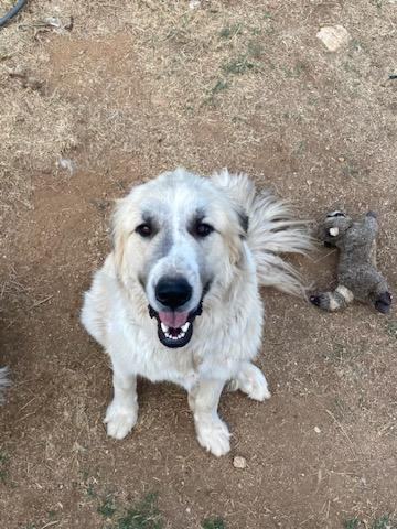 Bruce, a Adoptable mixed breed in Oracle, AZ image 2/10