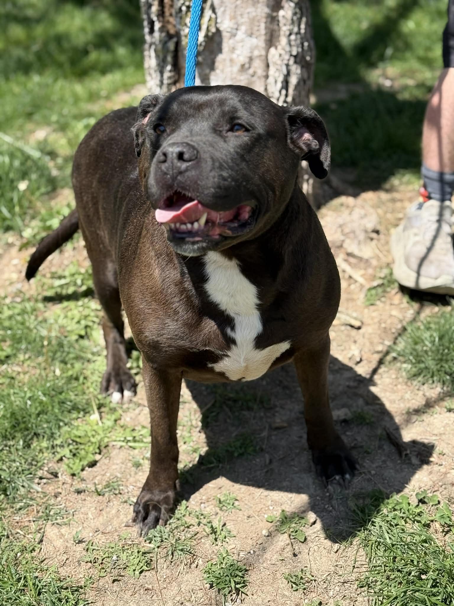 Vander, adopted, Adult Male Labrador Retriever.