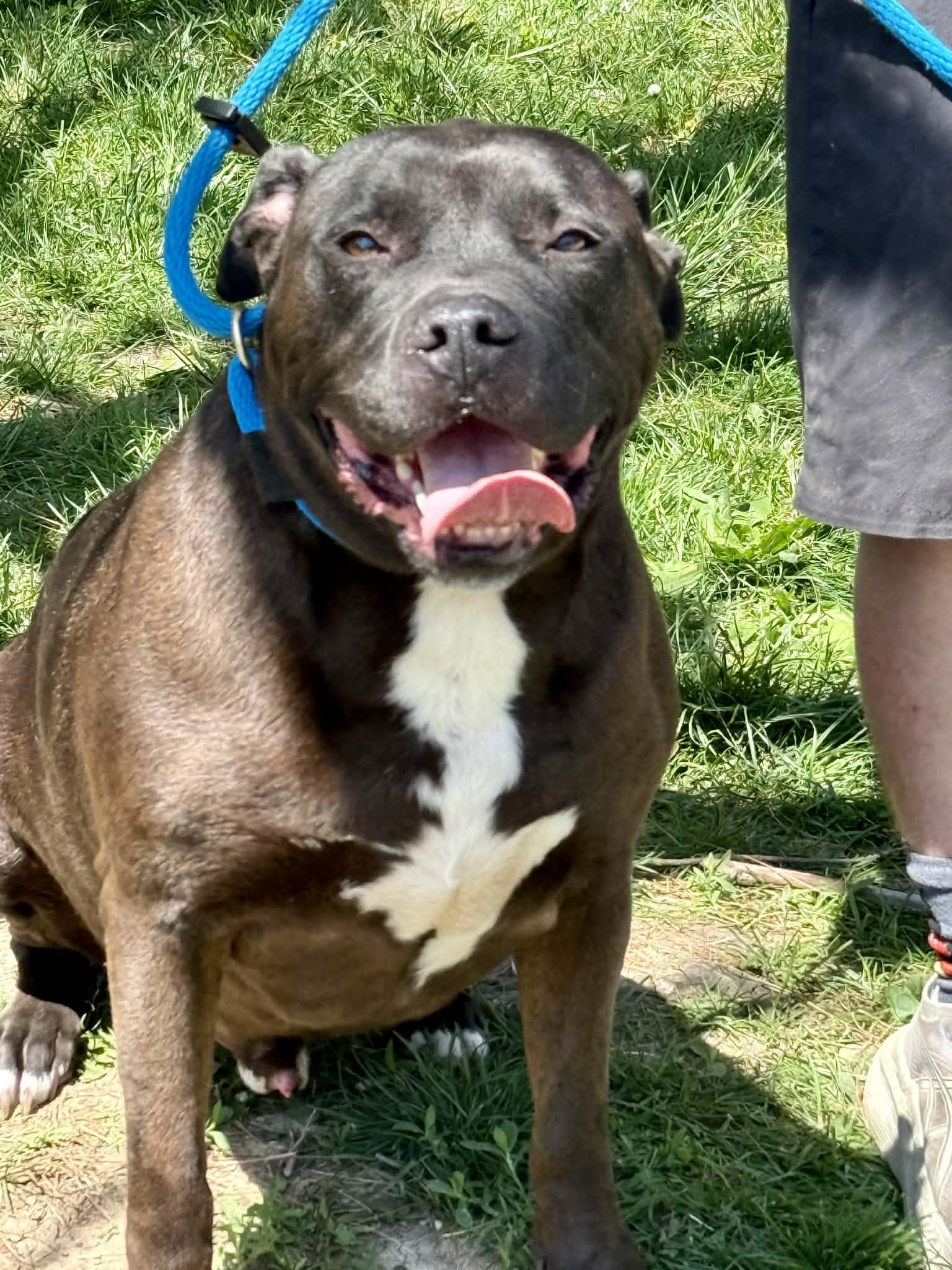 Enlarge Vander, an adopted mixed breed in Springfield, IL image 4/4