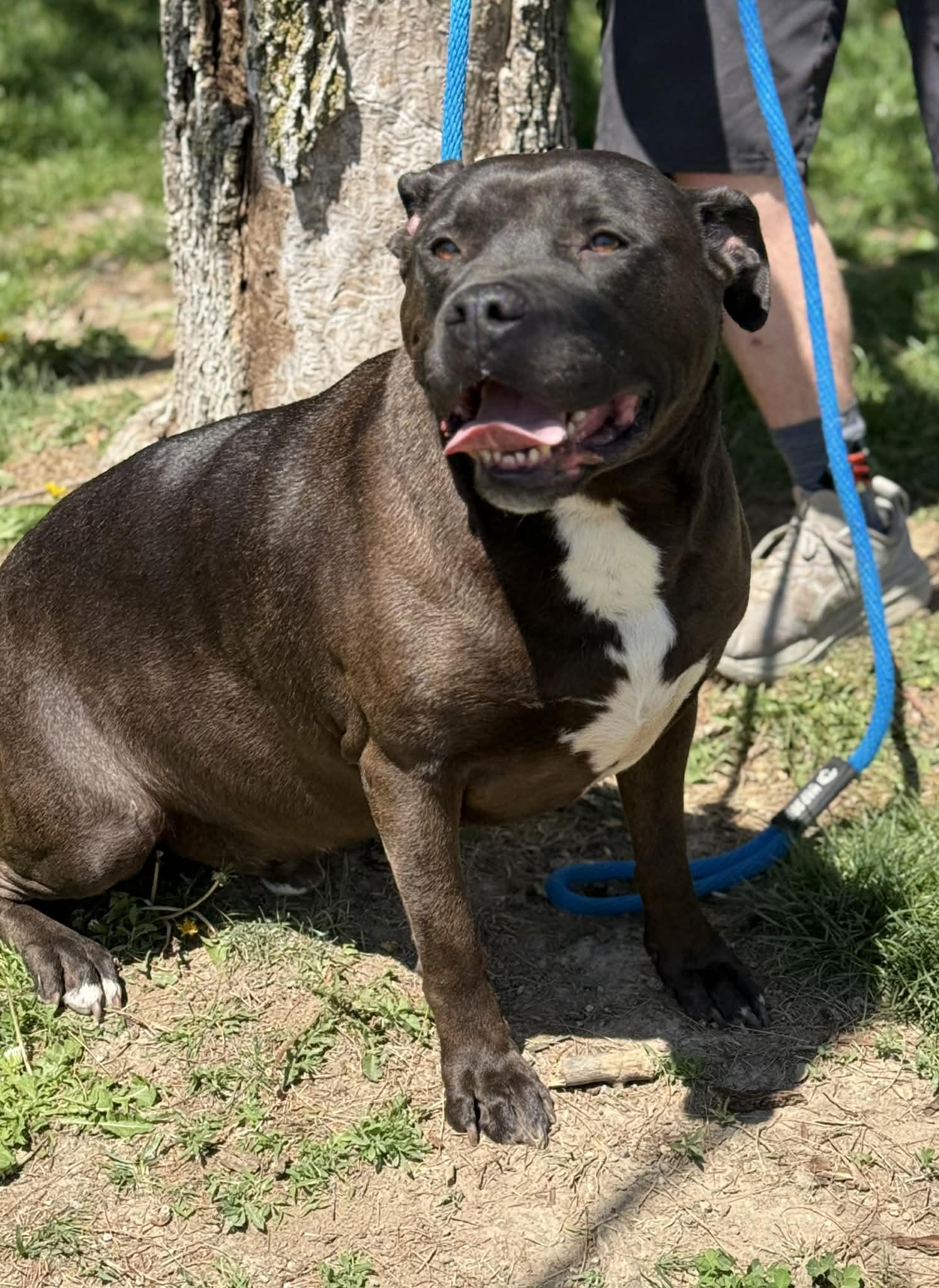 Enlarge Vander, an adopted mixed breed in Springfield, IL image 2/4