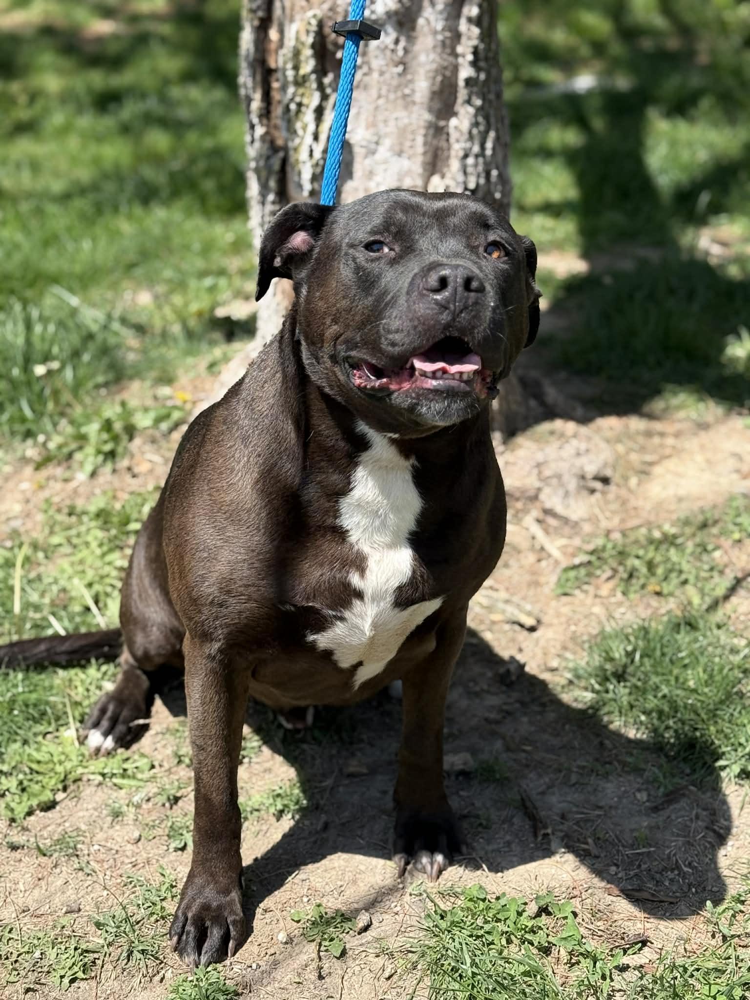 Enlarge Vander, an adopted mixed breed in Springfield, IL image 3/4