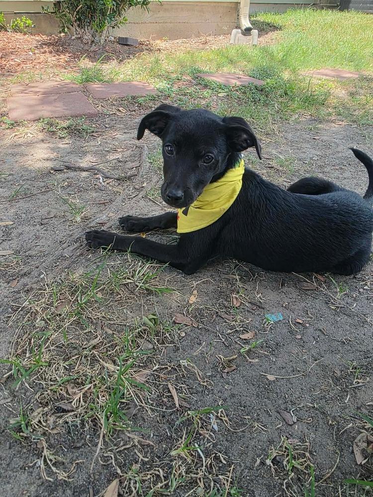 Enlarge THELMA, a Adoptable mixed breed in Richmond, TX image 1/4