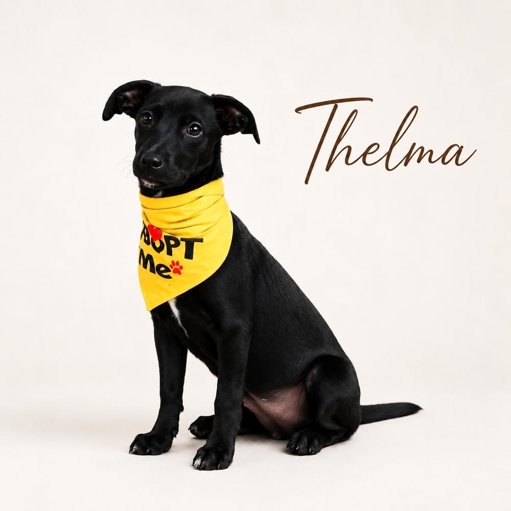 Enlarge THELMA, a Adoptable mixed breed in Richmond, TX image 2/4