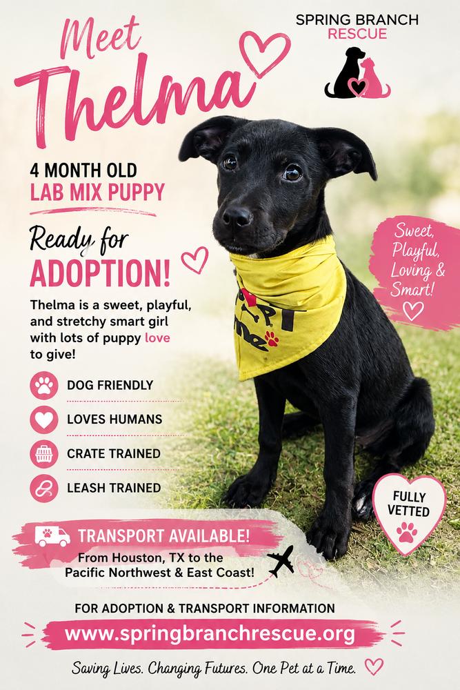 Enlarge THELMA, a Adoptable mixed breed in Richmond, TX image 3/4