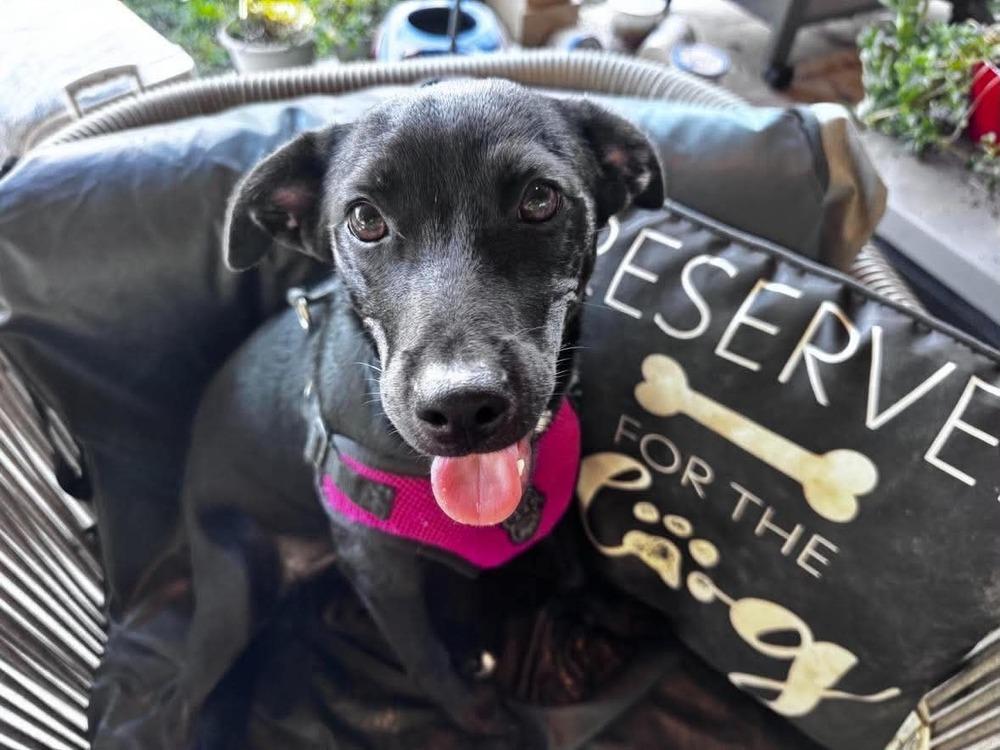 Enlarge THELMA, a Adoptable mixed breed in Richmond, TX image 4/6