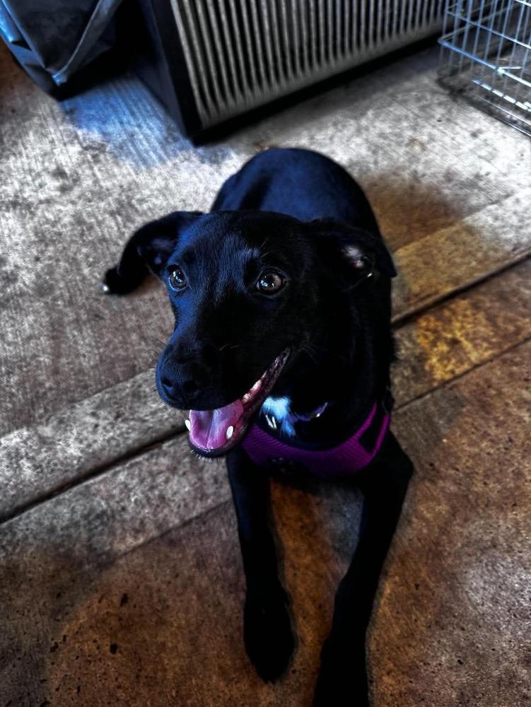 Enlarge THELMA, a Adoptable mixed breed in Richmond, TX image 5/6