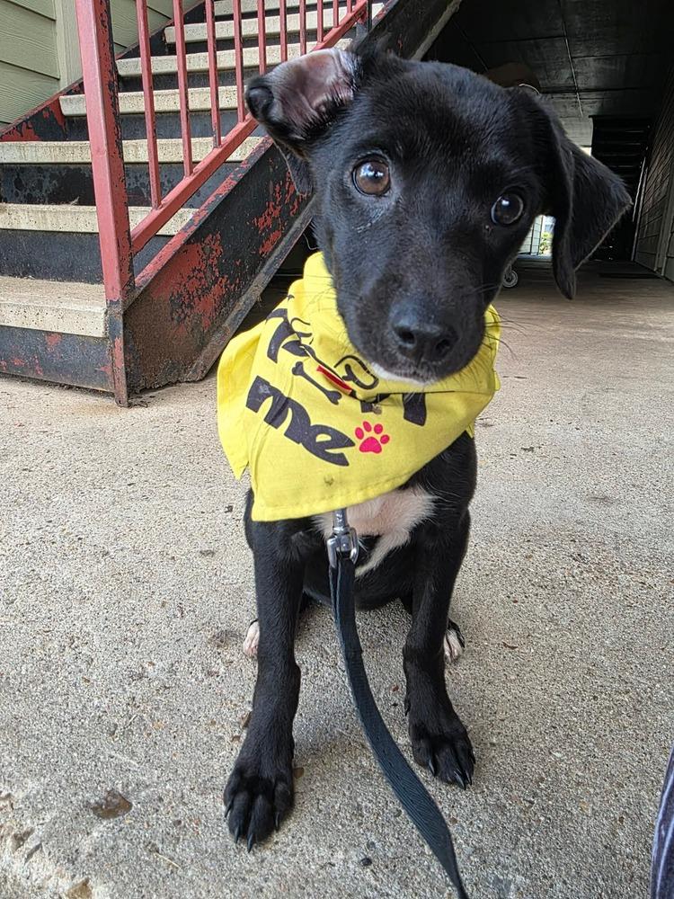 Enlarge THELMA, a Adoptable mixed breed in Richmond, TX image 4/4