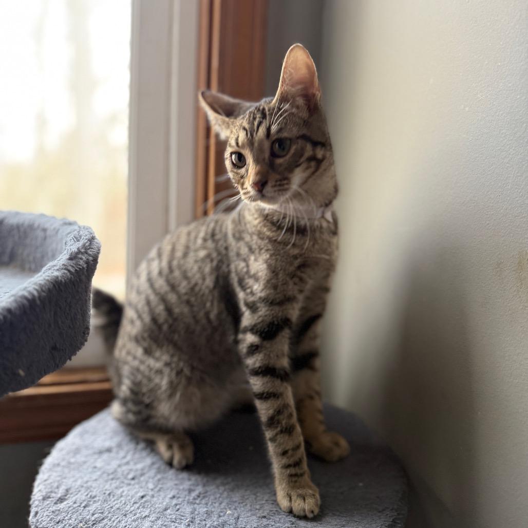 Kale — thumbnail 3