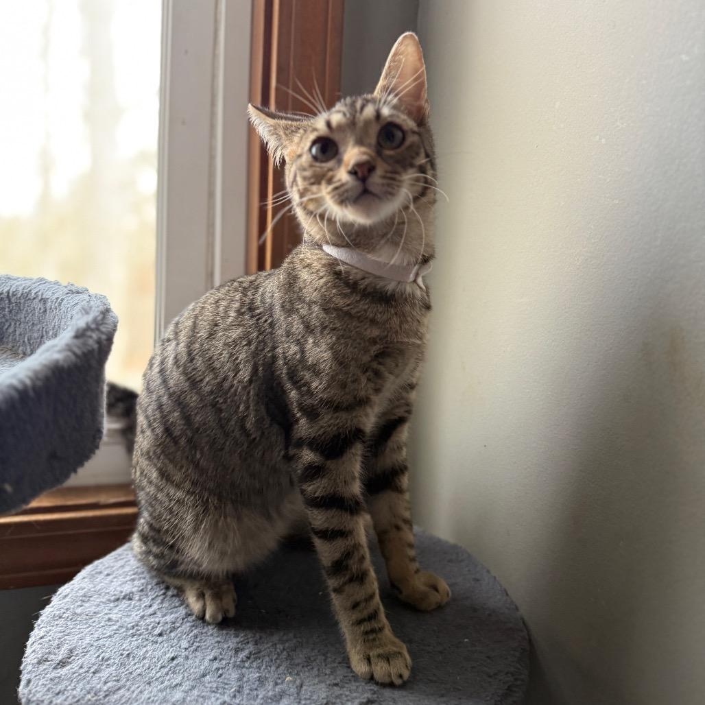 Kale — thumbnail 4