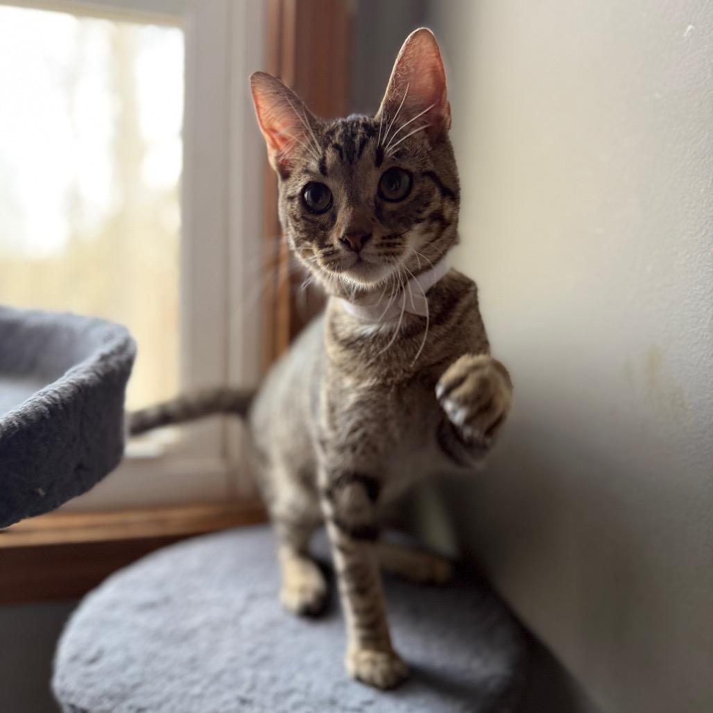 Kale — thumbnail 5