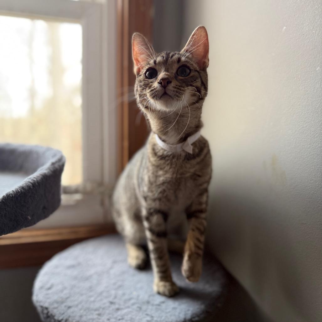 Kale — thumbnail 6