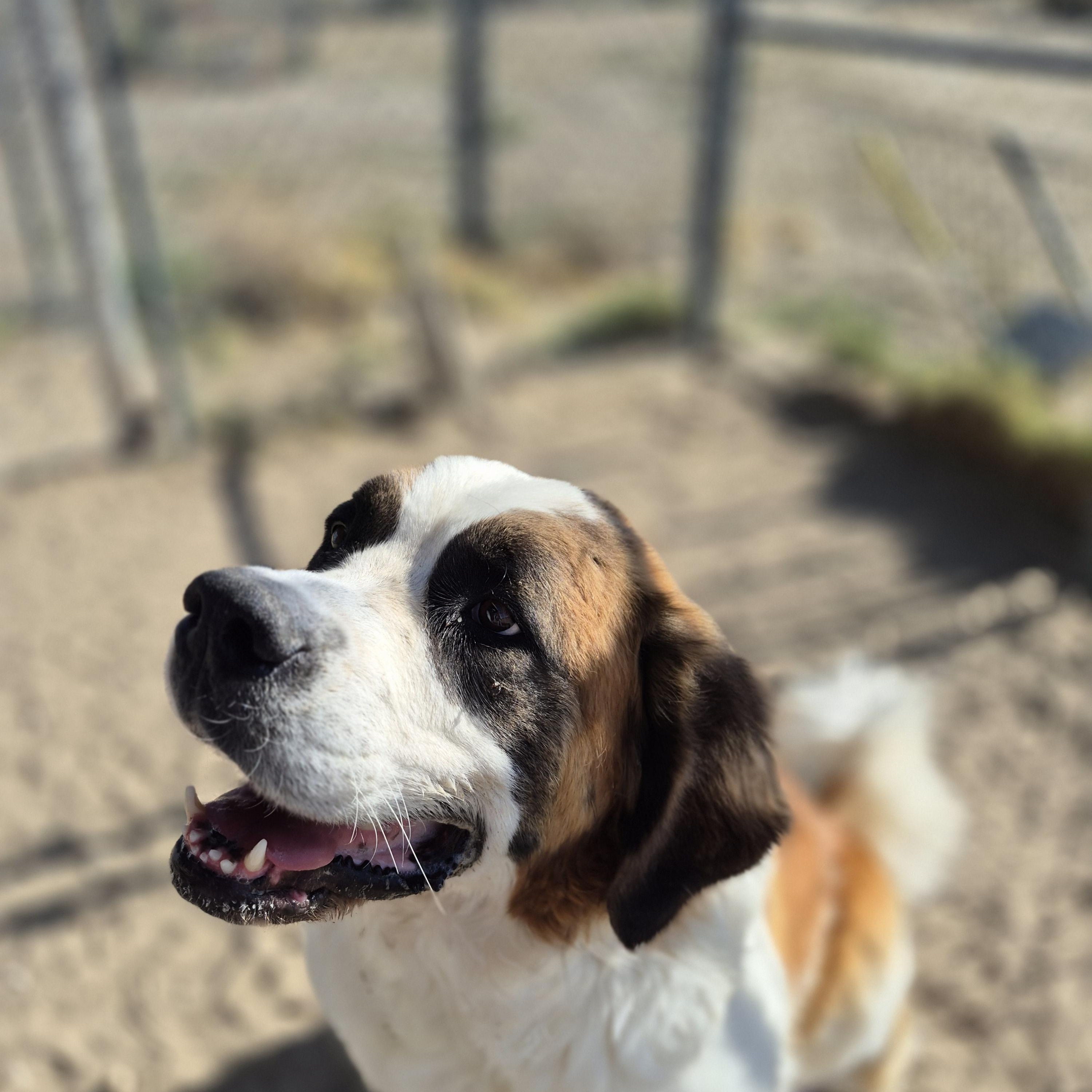 EVA, ADOPTABLE, Young Female Saint Bernard.