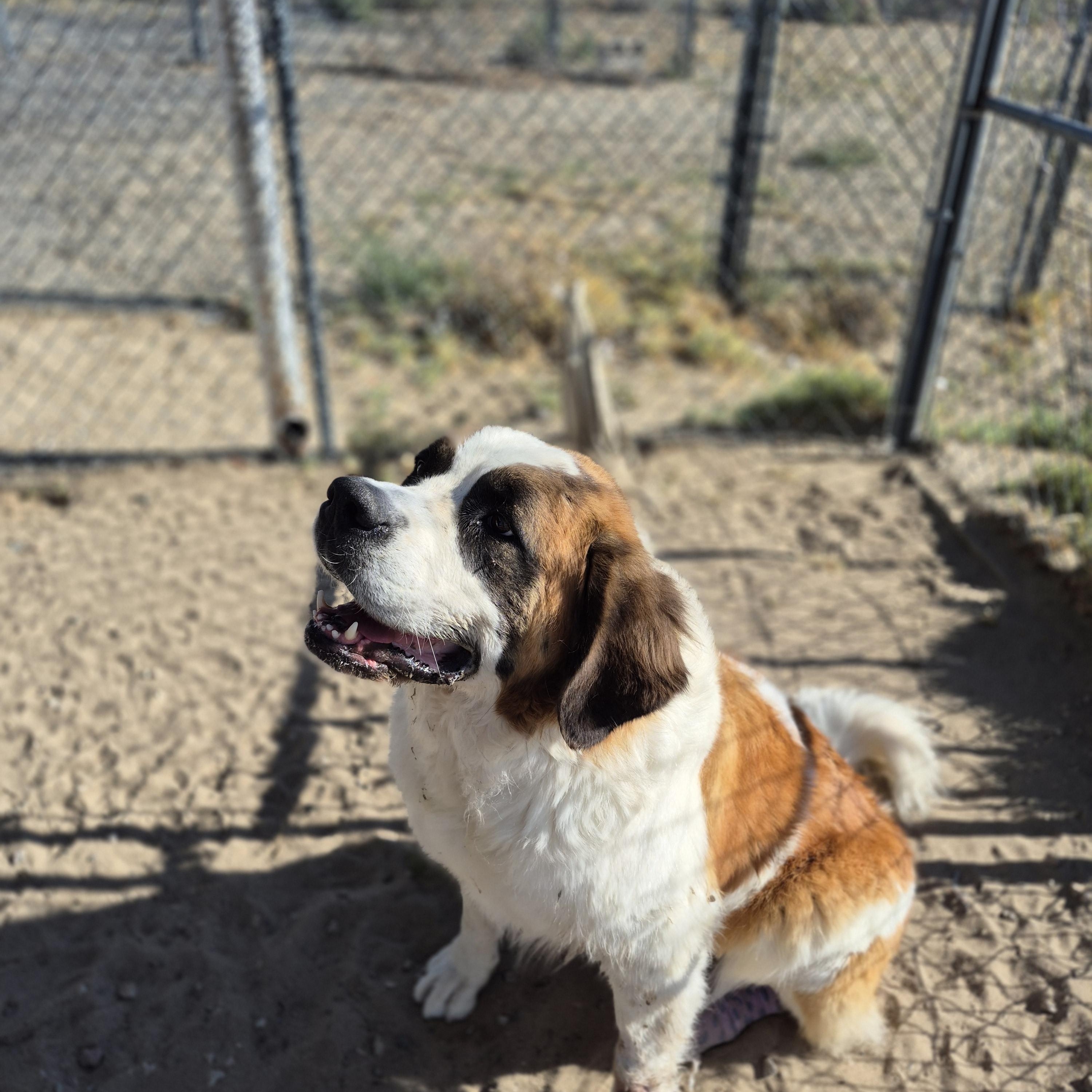 Enlarge EVA, a ADOPTABLE Saint Bernard in Sparks, NV image 2/2