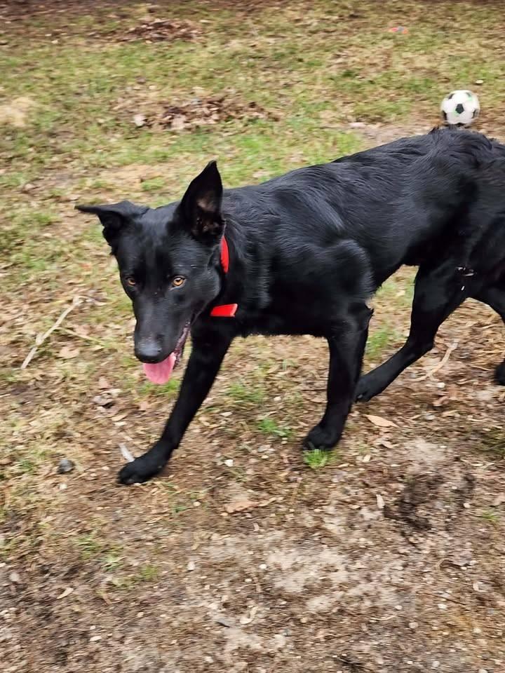 Enlarge TIGER, a ADOPTABLE mixed breed in Reed City, MI image 3/3