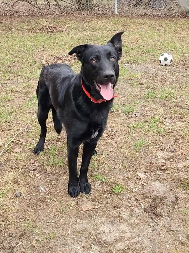 TIGER, ADOPTABLE, Adult Male German Shepherd Dog & Australian Cattle Dog / Blue Heeler.