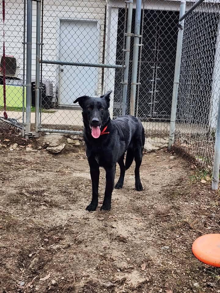 Enlarge TIGER, a ADOPTABLE mixed breed in Reed City, MI image 2/3