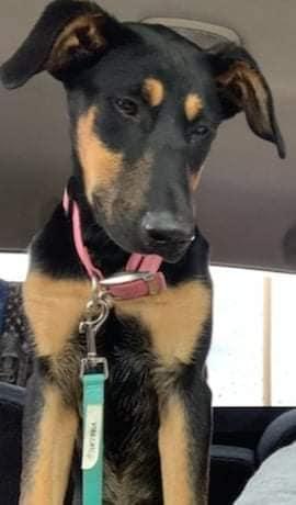 Enlarge Candi, a ADOPTABLE Shepherd in Colleyville, TX image 5/6