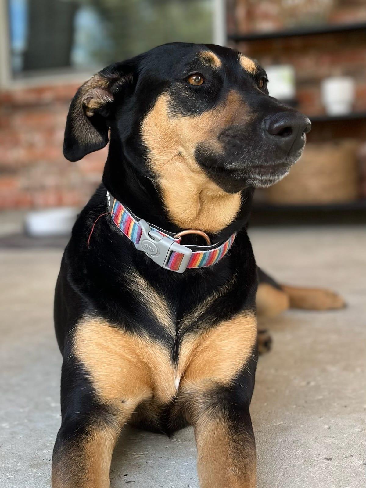 Enlarge Candi, a ADOPTABLE Shepherd in Colleyville, TX image 6/6