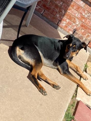 Enlarge Candi, a ADOPTABLE Shepherd in Colleyville, TX image 4/6