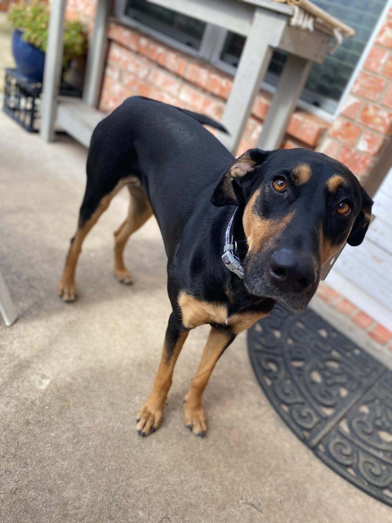 Enlarge Candi, a ADOPTABLE Shepherd in Colleyville, TX image 2/6